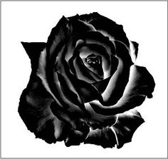 black rose